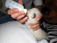 Penelope, tutta pepe