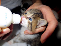 Ulisse, batuffolone, cerca una mamma